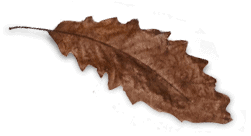 Una hoja marrón sobre fondo negro.